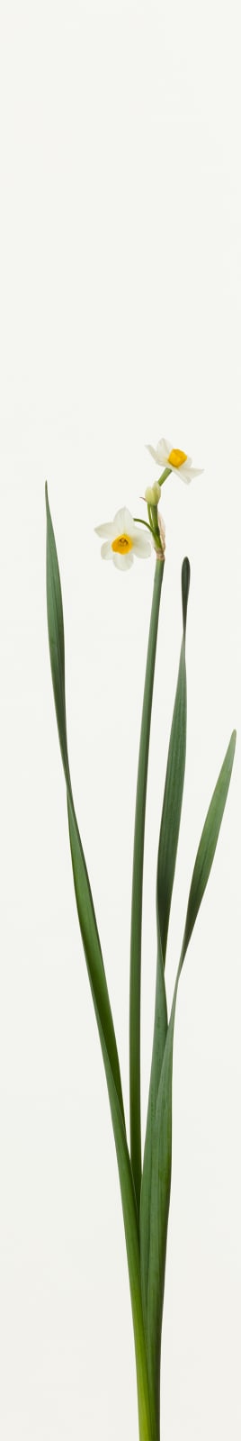 Takashi Tomo-oka, Japanese Daffodil 2, Nihonsuisen, 2019