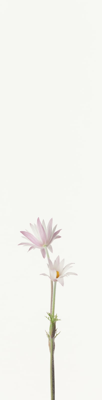Takashi Tomo-oka, Peony1, Botanichige, 2013