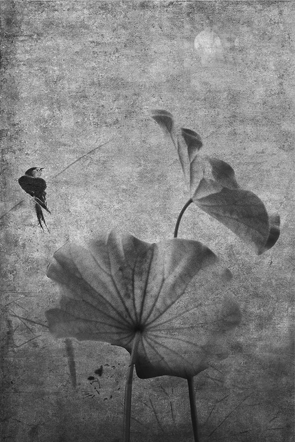 Kenji Wakasugi, The Moon at Dawn