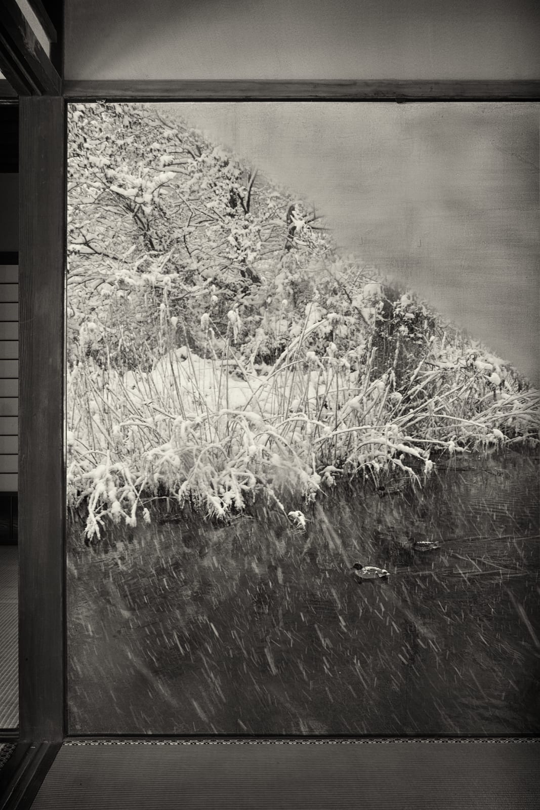 Kenji Wakasugi, Snow Duck, 2016