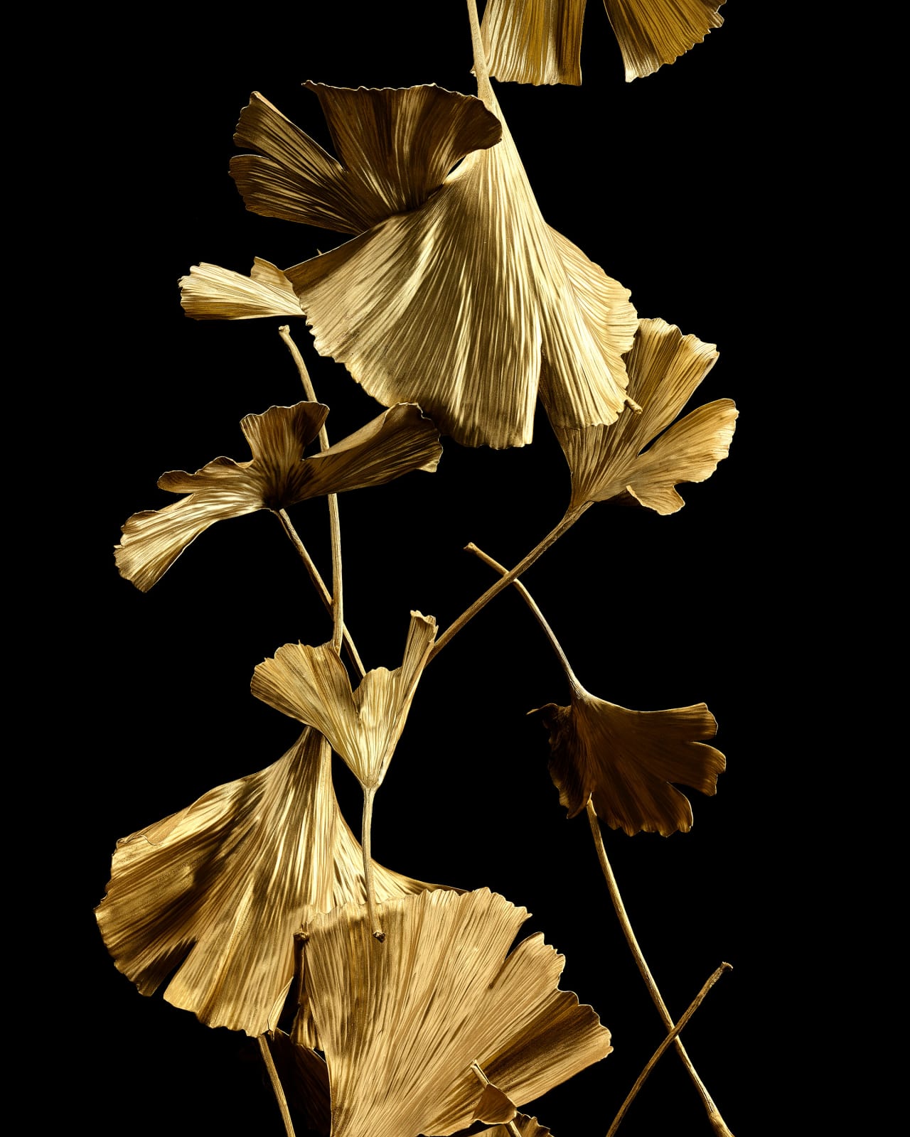 Shota Suzuki, 銀杏 - Gingko Leaf, 2023
