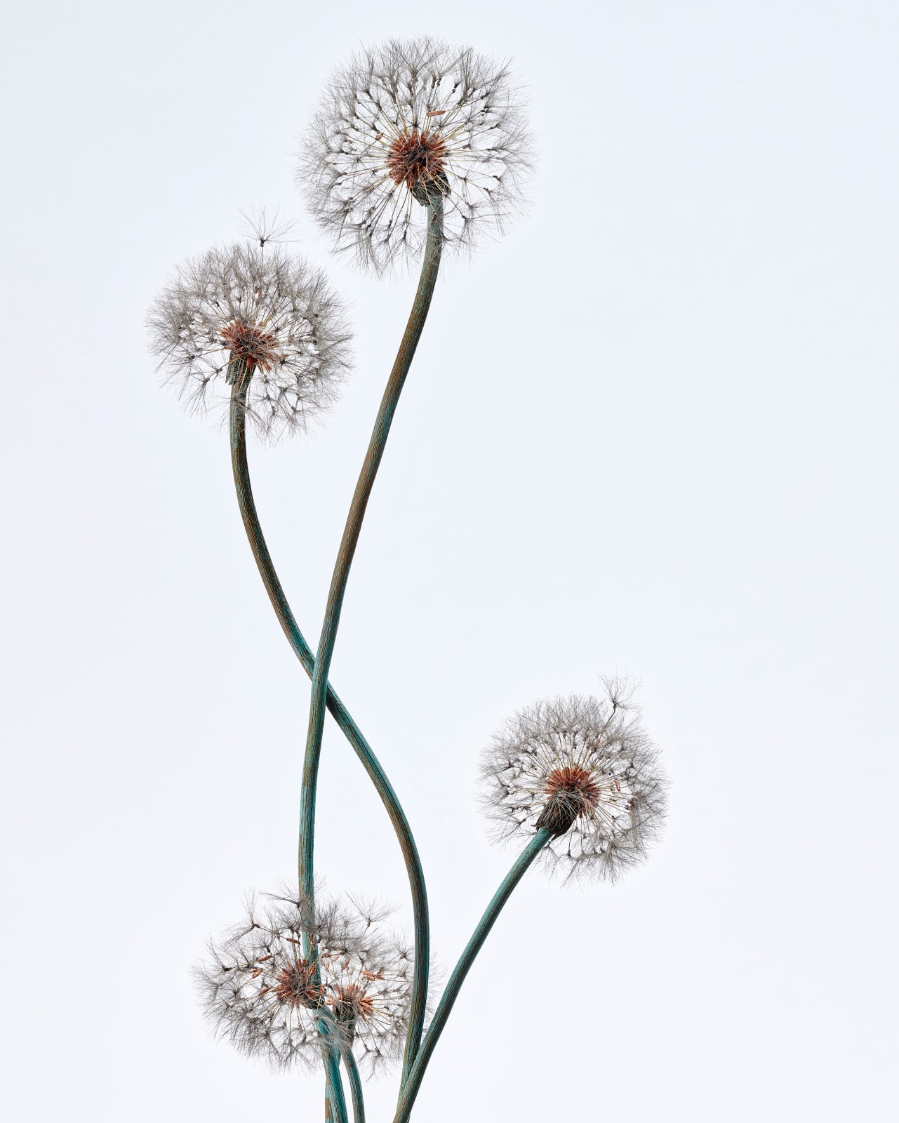 Shota Suzuki, 綿毛蒲公英・群 - Dandelion Fluff, 2023