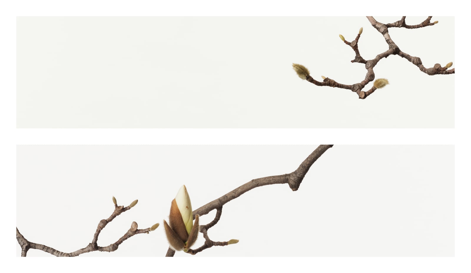 Takashi Tomo-oka, White Magnolia 4, Shiromokuren, 2016
