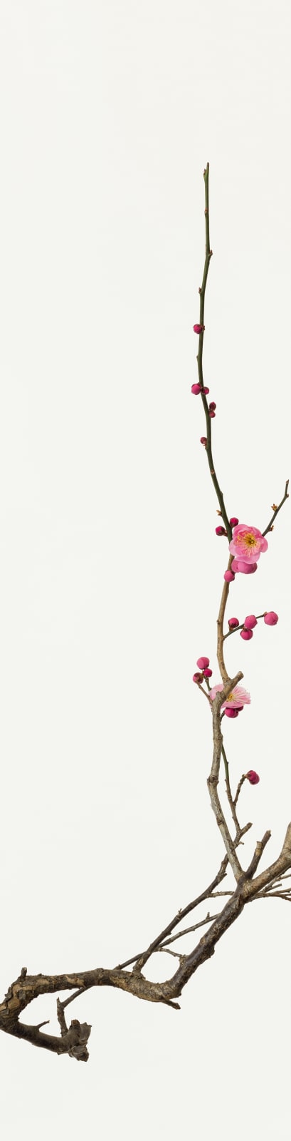 Takashi Tomo-oka, Plum Blossom 4, Kobai, 2018