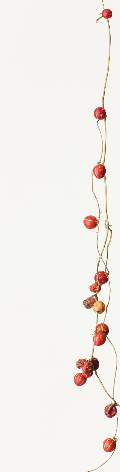 Takashi Tomo-oka, Suzumeuri 1, Suzumeuri, 2013