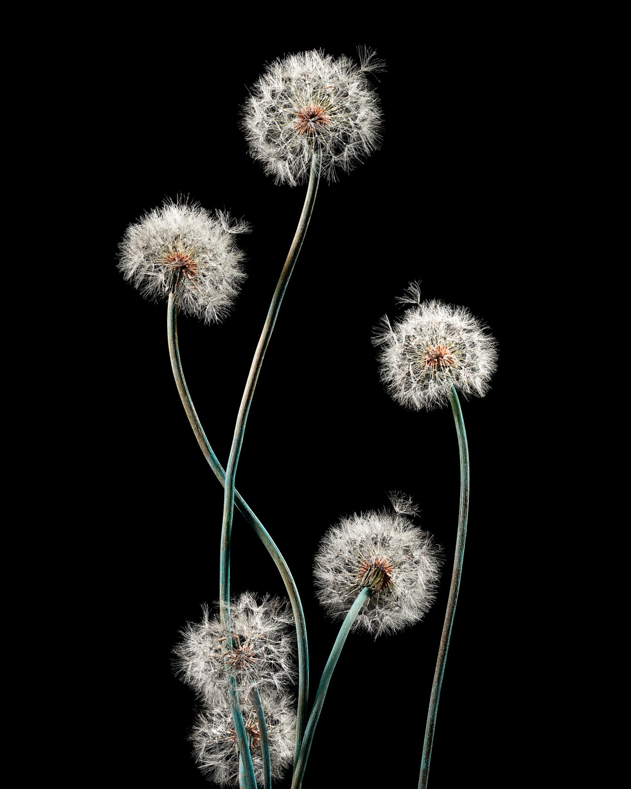 Shota Suzuki, 綿毛蒲公英・群 - Dandelion Fluff, 2023