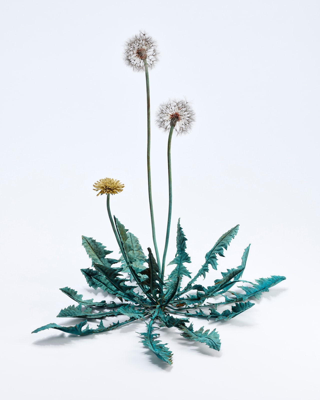 Shota Suzuki, 蒲公英・環 - Dandelion Fluff, 2023