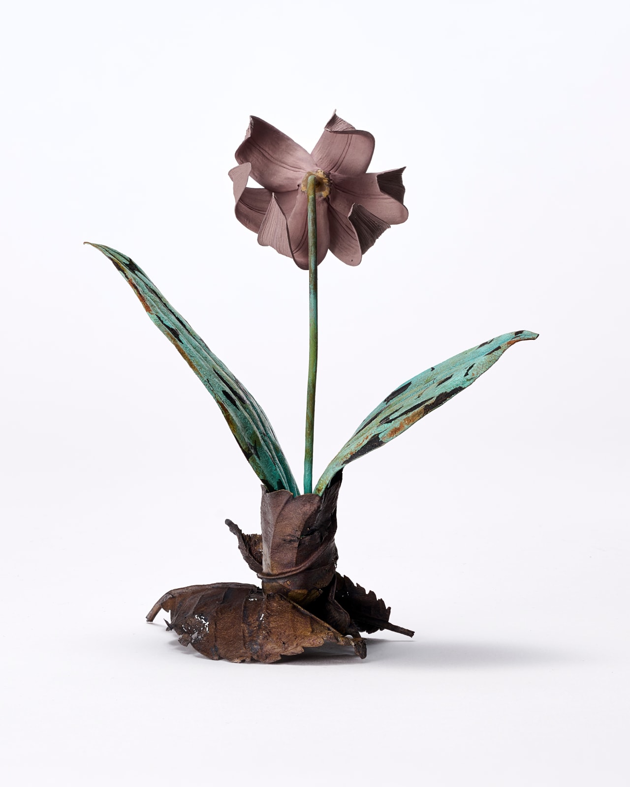 Shota Suzuki, 片栗 - Lily, 2023