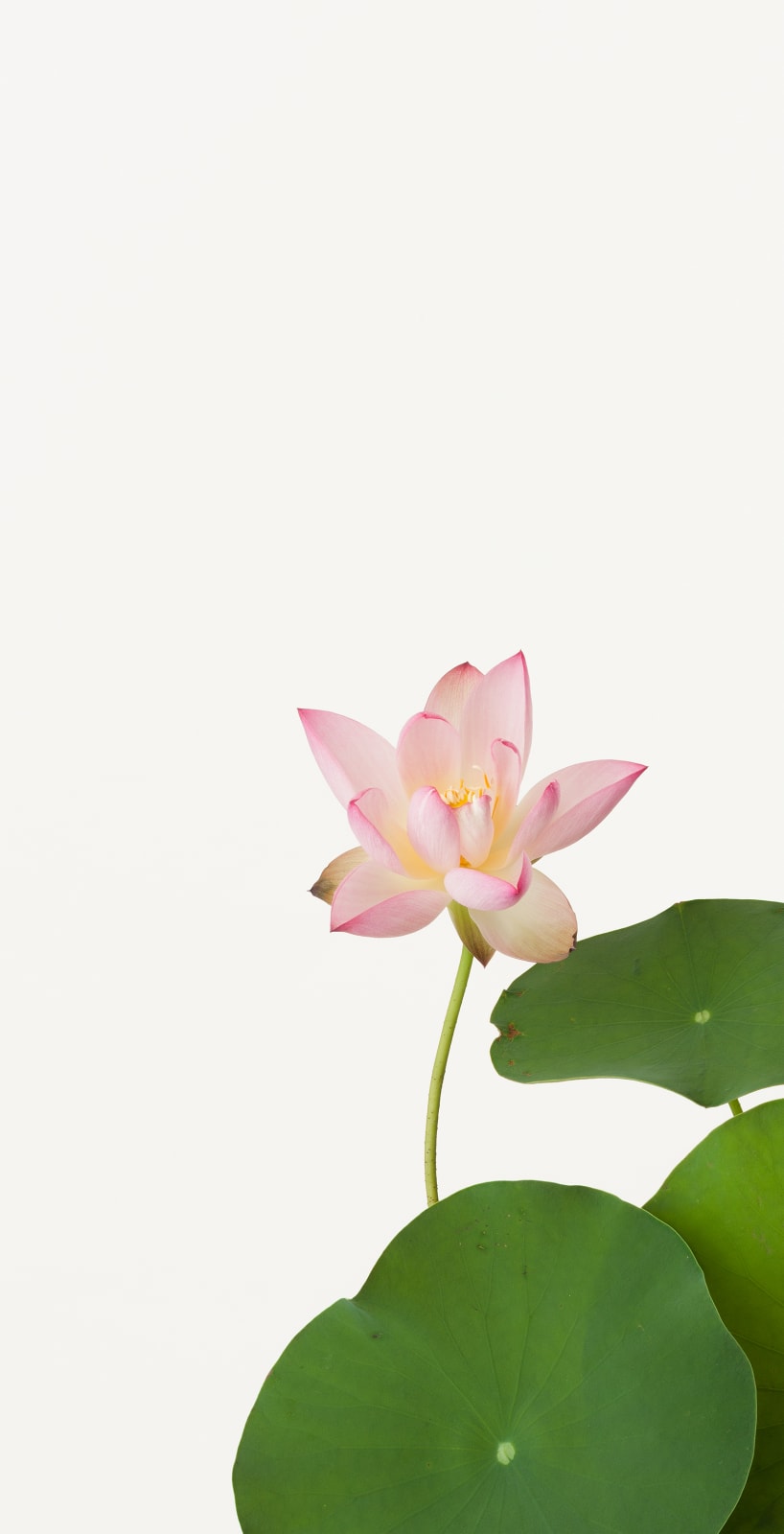 Takashi Tomo-oka, Bichuko 2, Bichuko, 2013