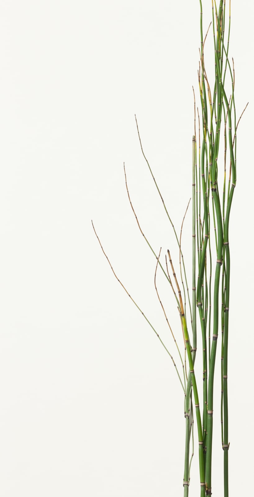 Takashi Tomo-oka, Rough Horsetail 1, Tokusa, 2013