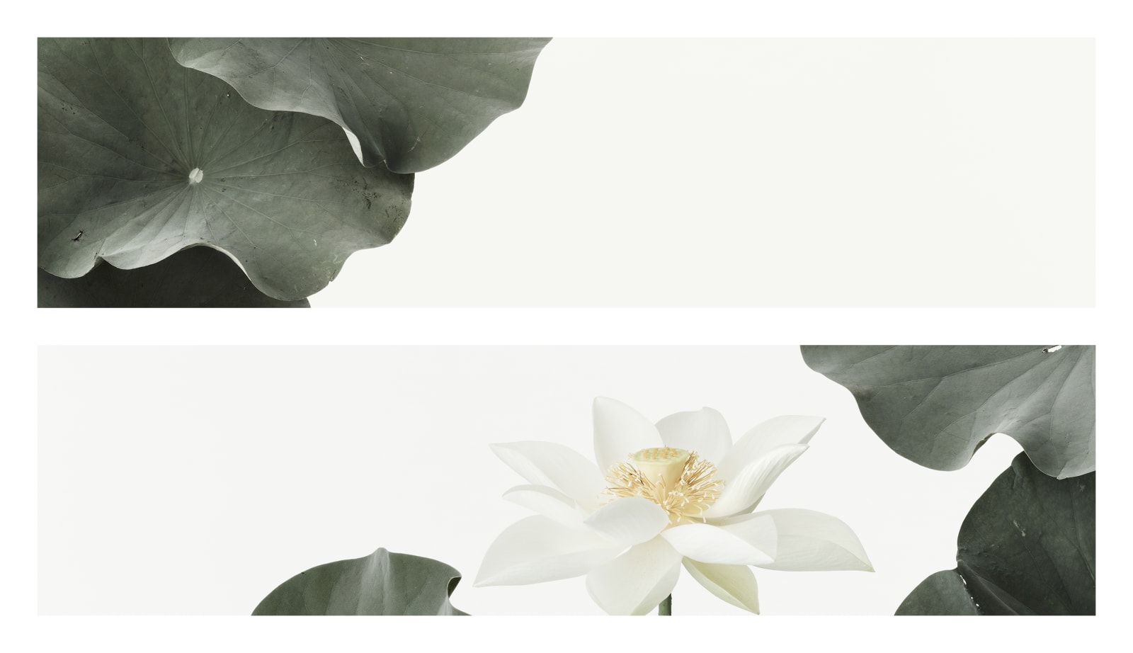 Takashi Tomo-oka, Kuwana White Lotus 2, Kuwana-Hakuren, 2016