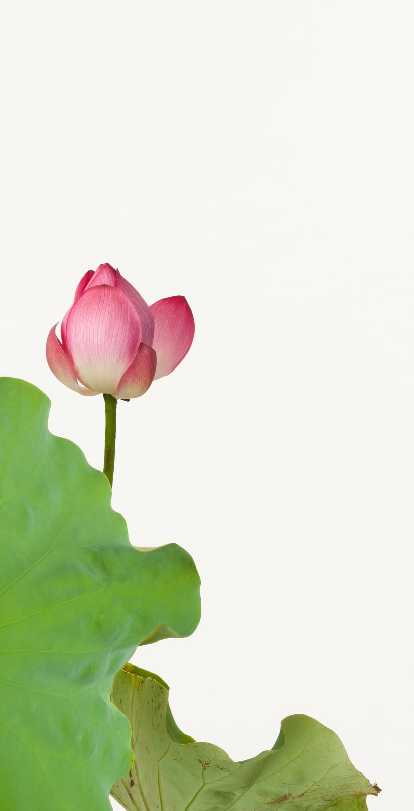 Takashi Tomo-oka, Shokkoren 2, Shokkoren, 2013