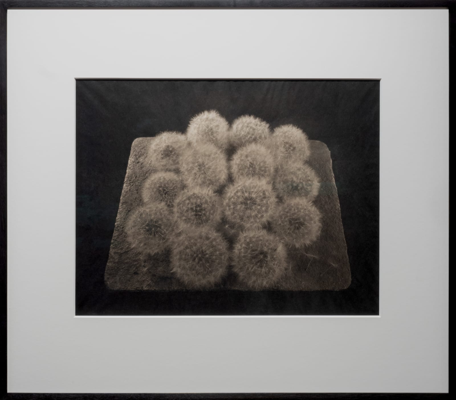 Ryuji Taira, Tanpopo #2, 2004