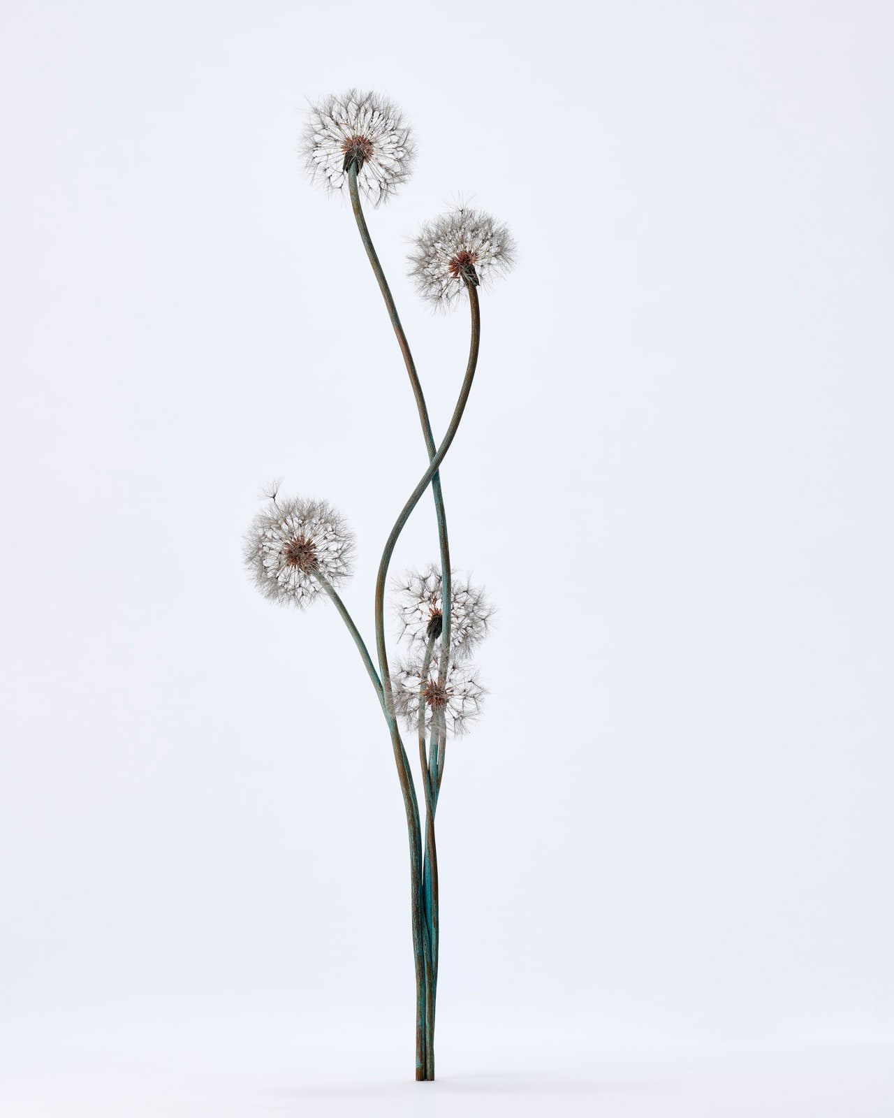 Shota Suzuki, 綿毛蒲公英・群 - Dandelion Fluff, 2023