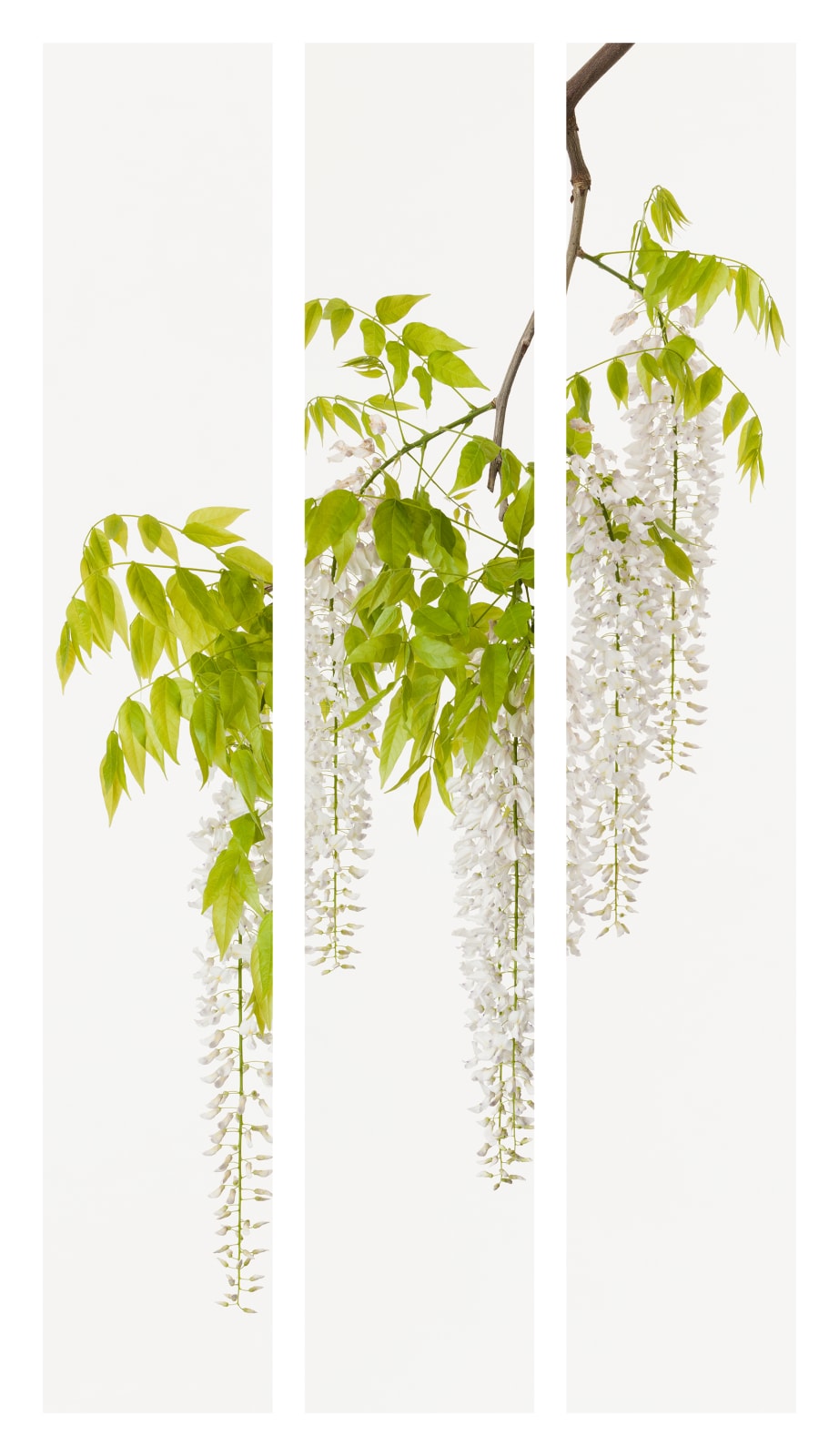 Takashi Tomo-oka, Shirafuji 1, Shirafuji, 2015