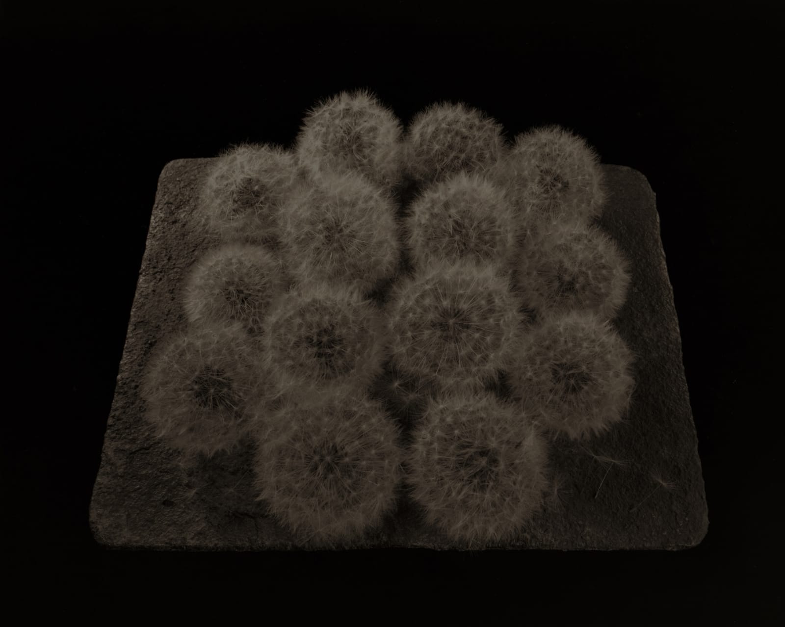 Ryuji Taira, Tanpopo #2, 2004