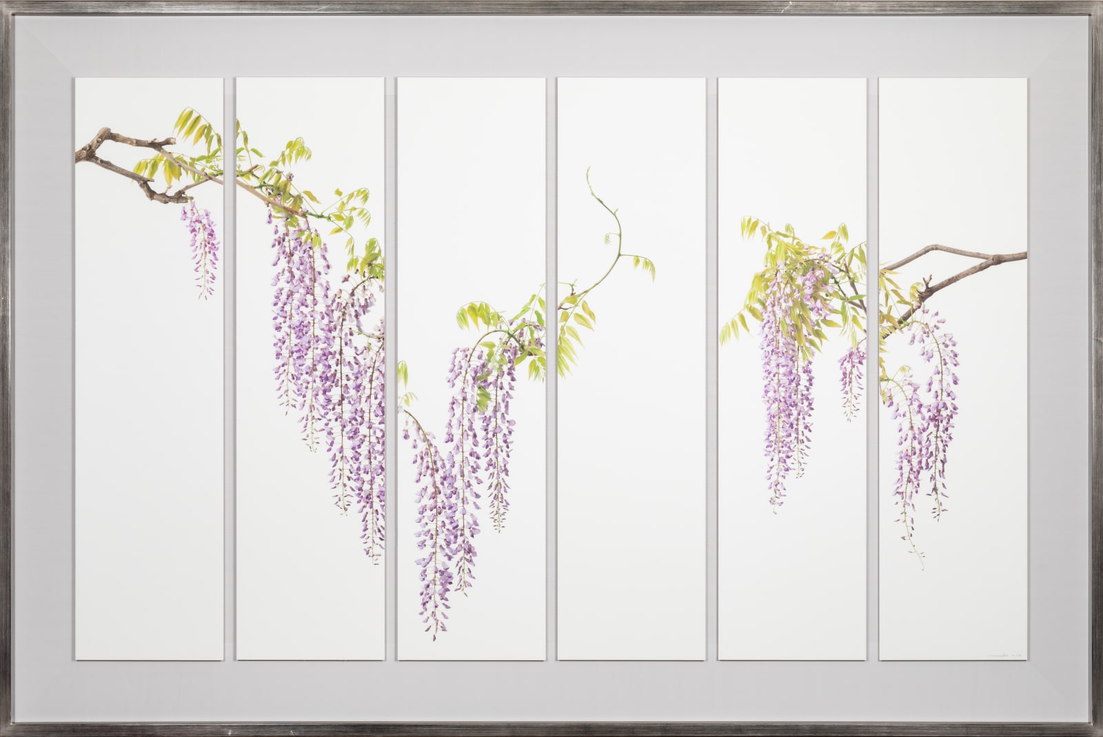 Takashi Tomo-oka, "Fuji" (藤) Wisteria 5, 2023