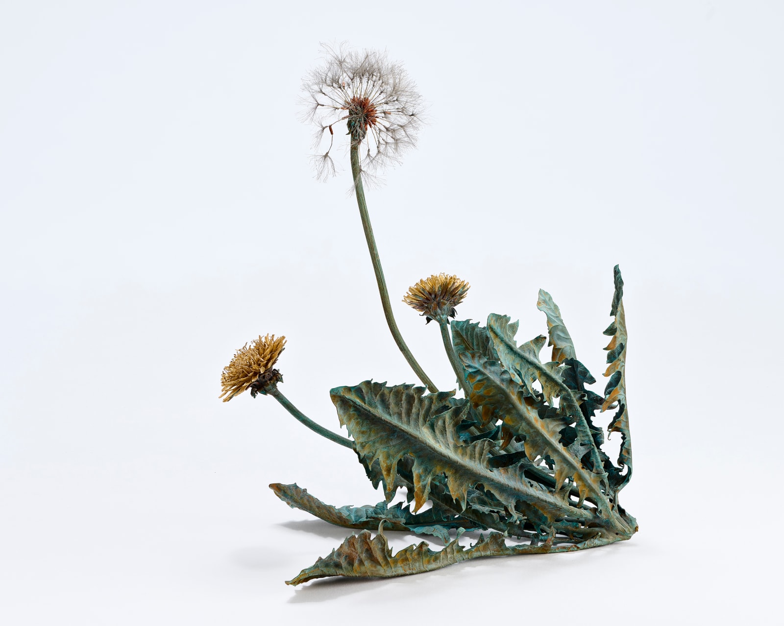 Shota Suzuki, 蒲公英・環 - Dandelion Fluff, 2023