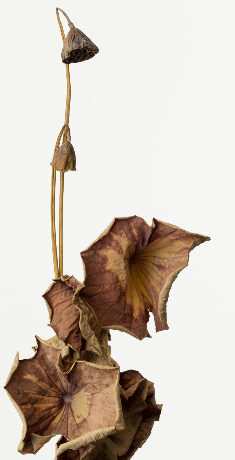 Takashi Tomo-oka, Dried Lotus 5, Karehasu, 2017