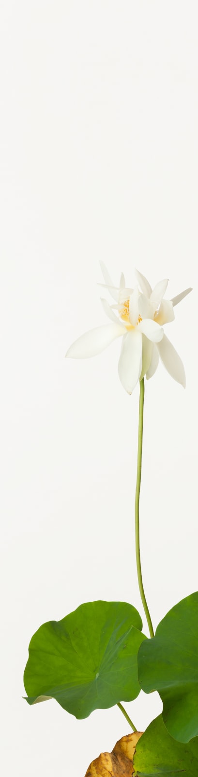 Takashi Tomo-oka, Kenmiren 1, Kenburen, 2013