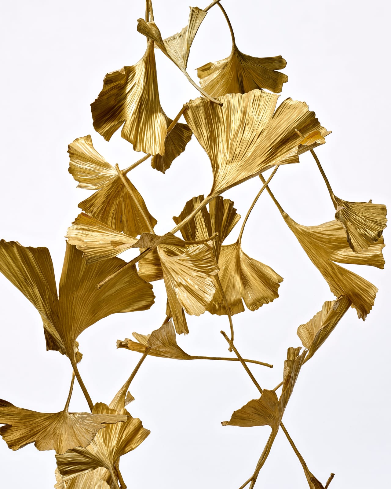 Shota Suzuki, 銀杏 - Gingko Leaf, 2023