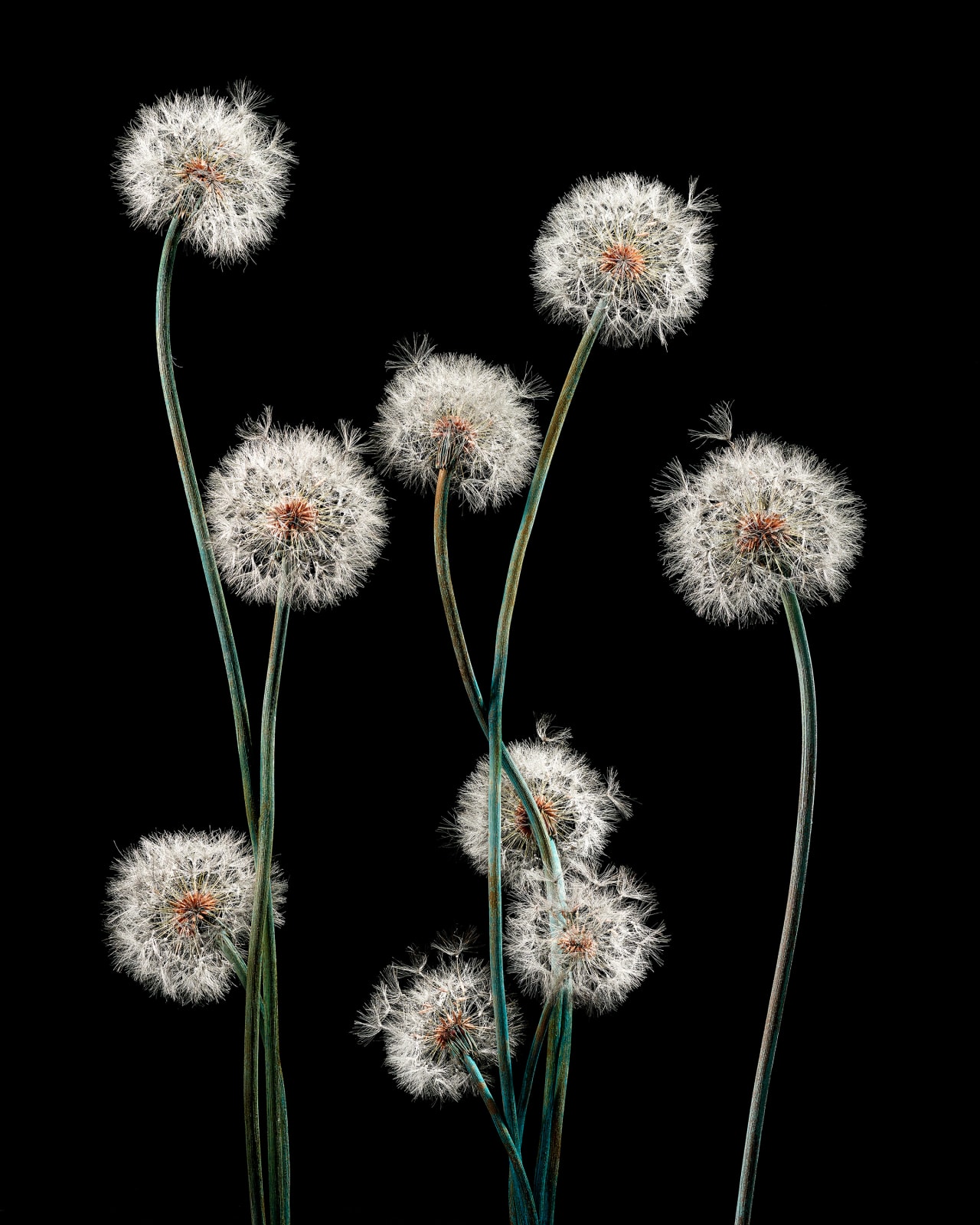 Shota Suzuki, 綿毛蒲公英・群 - Dandelion Fluff, 2023