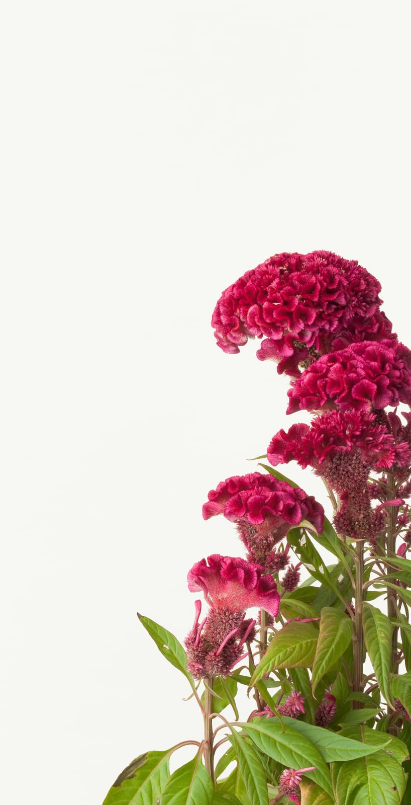 Takashi Tomo-oka, Silver Cock's Comb 1, Keito, 2013