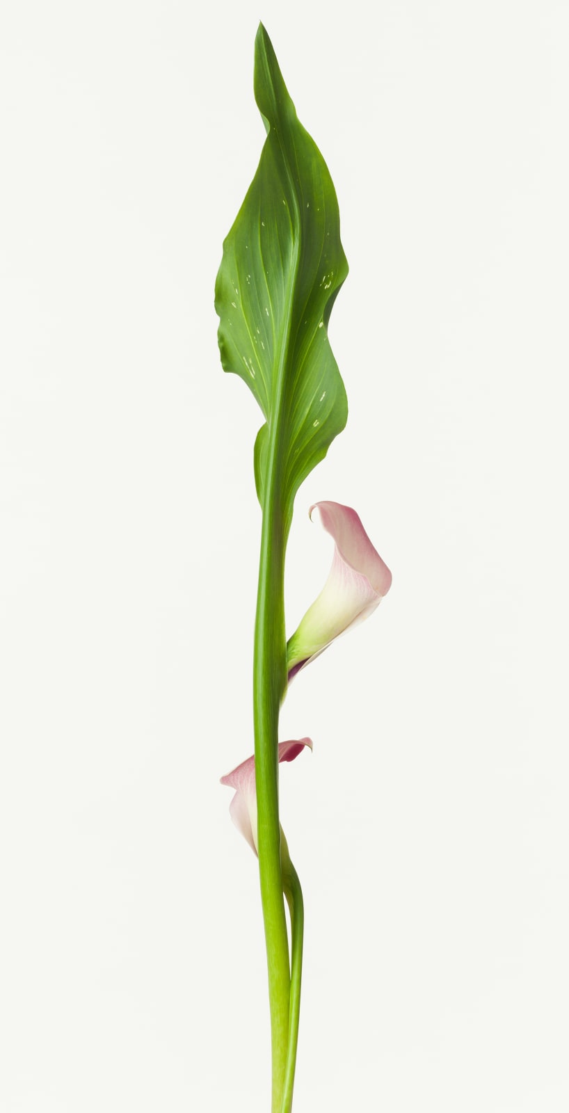 Takashi Tomo-oka, Calla 1, Calla, 2016