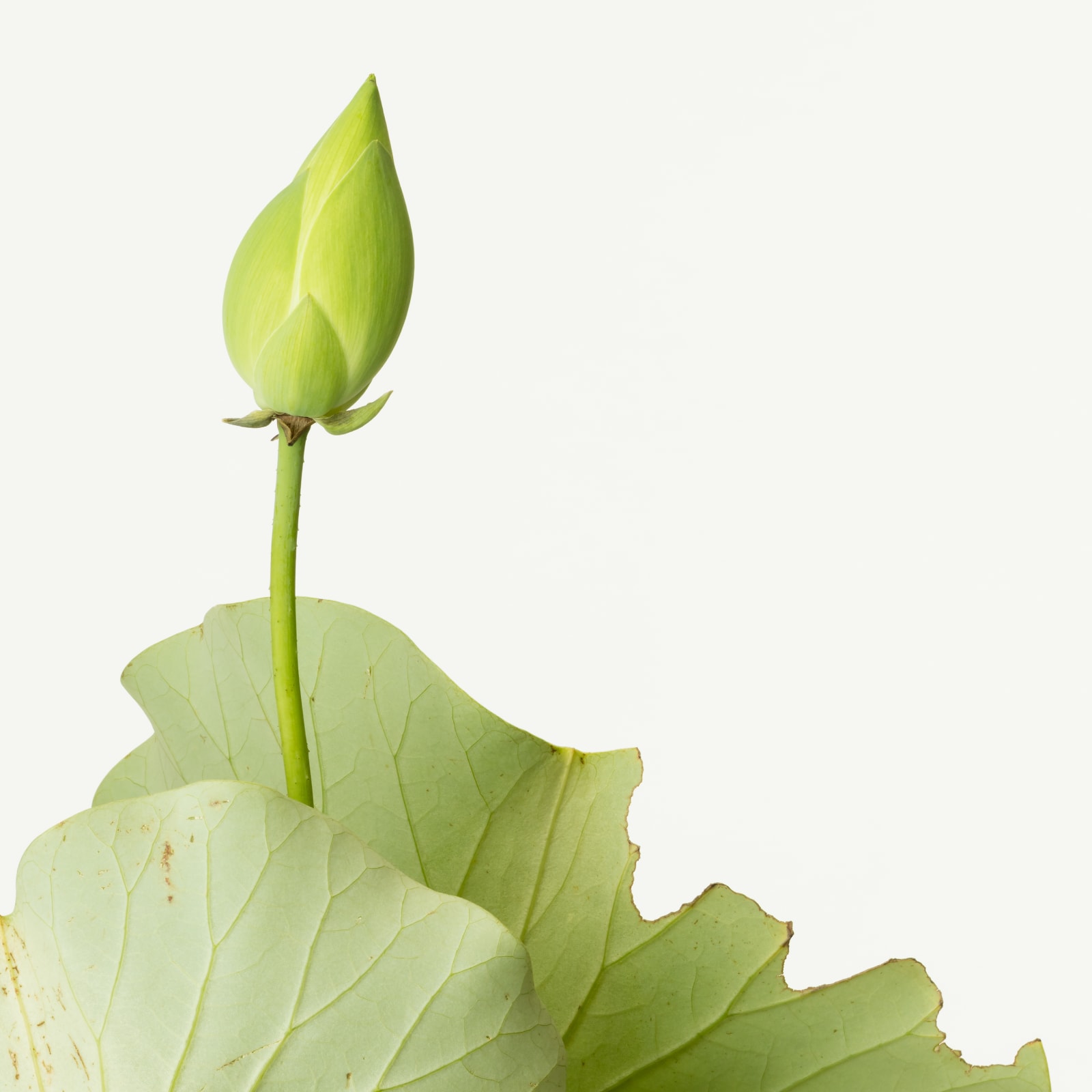 Takashi Tomo-oka, Seigetsuren 1, Seigetsuren, 2017