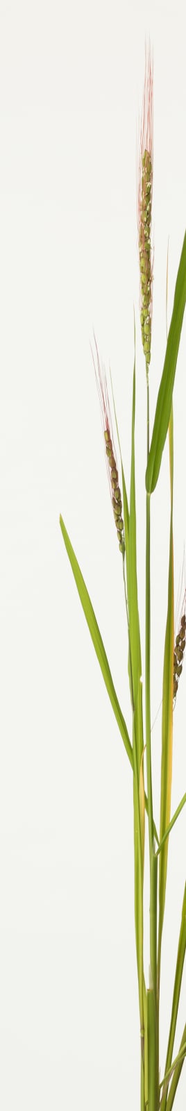 Takashi Tomo-oka, Ear of Rice 2, Inaho, 2019