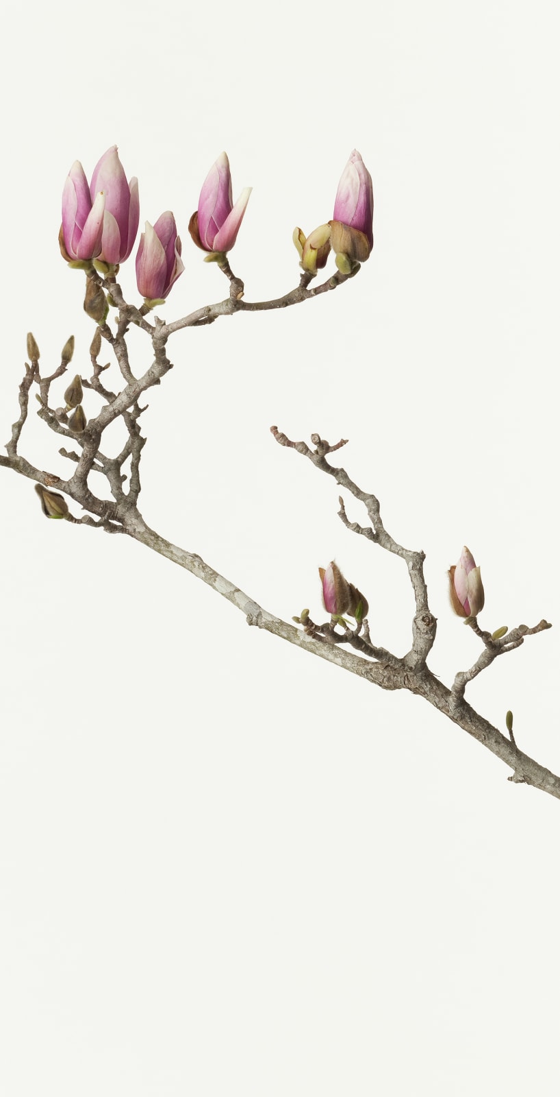 Takashi Tomo-oka, Magnolia Liliiflora 3, Mokuren, 2013