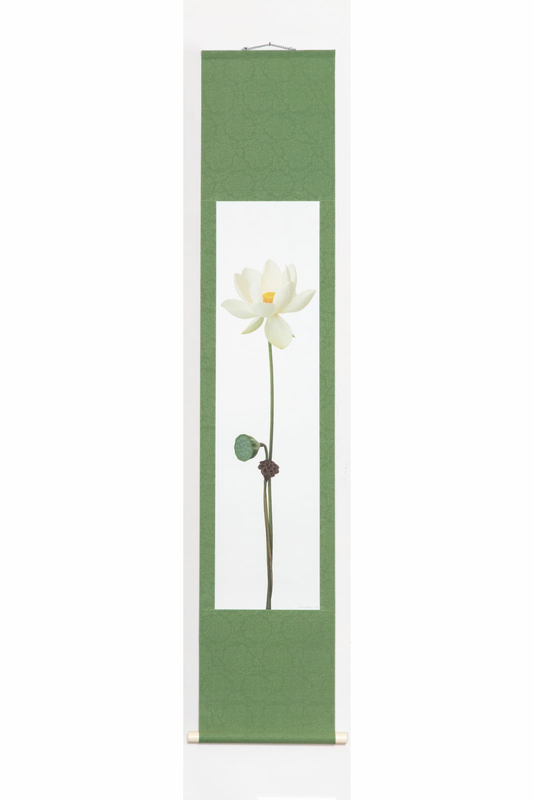 Takashi Tomo-oka, "Tanumabyakuren" (田沼白蓮) Tanuma White Lotus, 2022