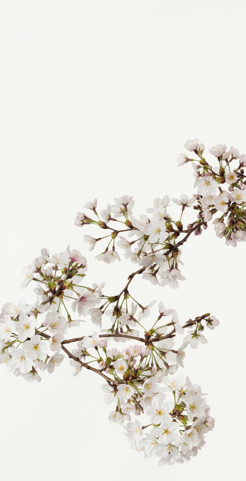 Takashi Tomo-oka, Cherry Blossom 4, Sakura, 2016