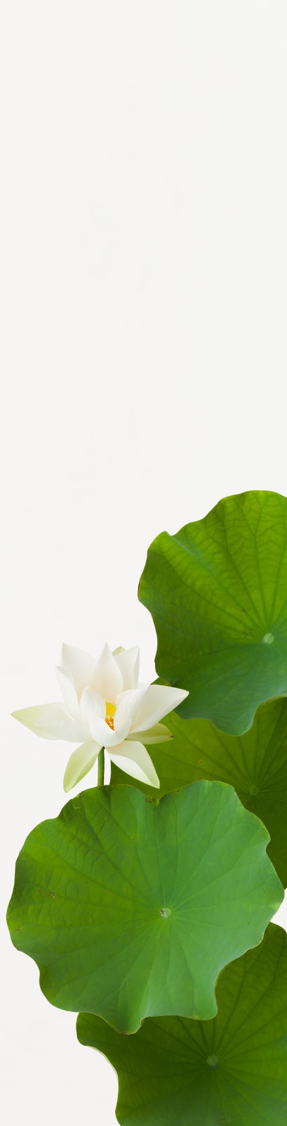 Takashi Tomo-oka, Tathata Lotus 5, Shinnyoren, 2014