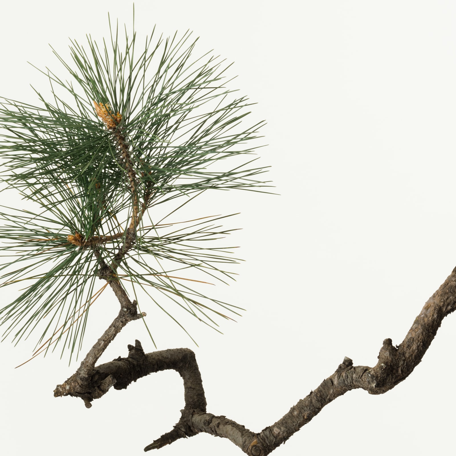 Takashi Tomo-oka, Pine 4, Matsu, 2015