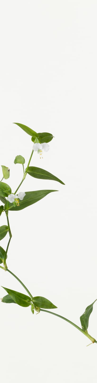 Takashi Tomo-oka, Dayflower 1, Tsuyukusa, 2019