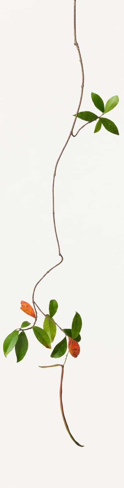 Takashi Tomo-oka, Asiatic Jasmine 1, Teikakazura, 2013