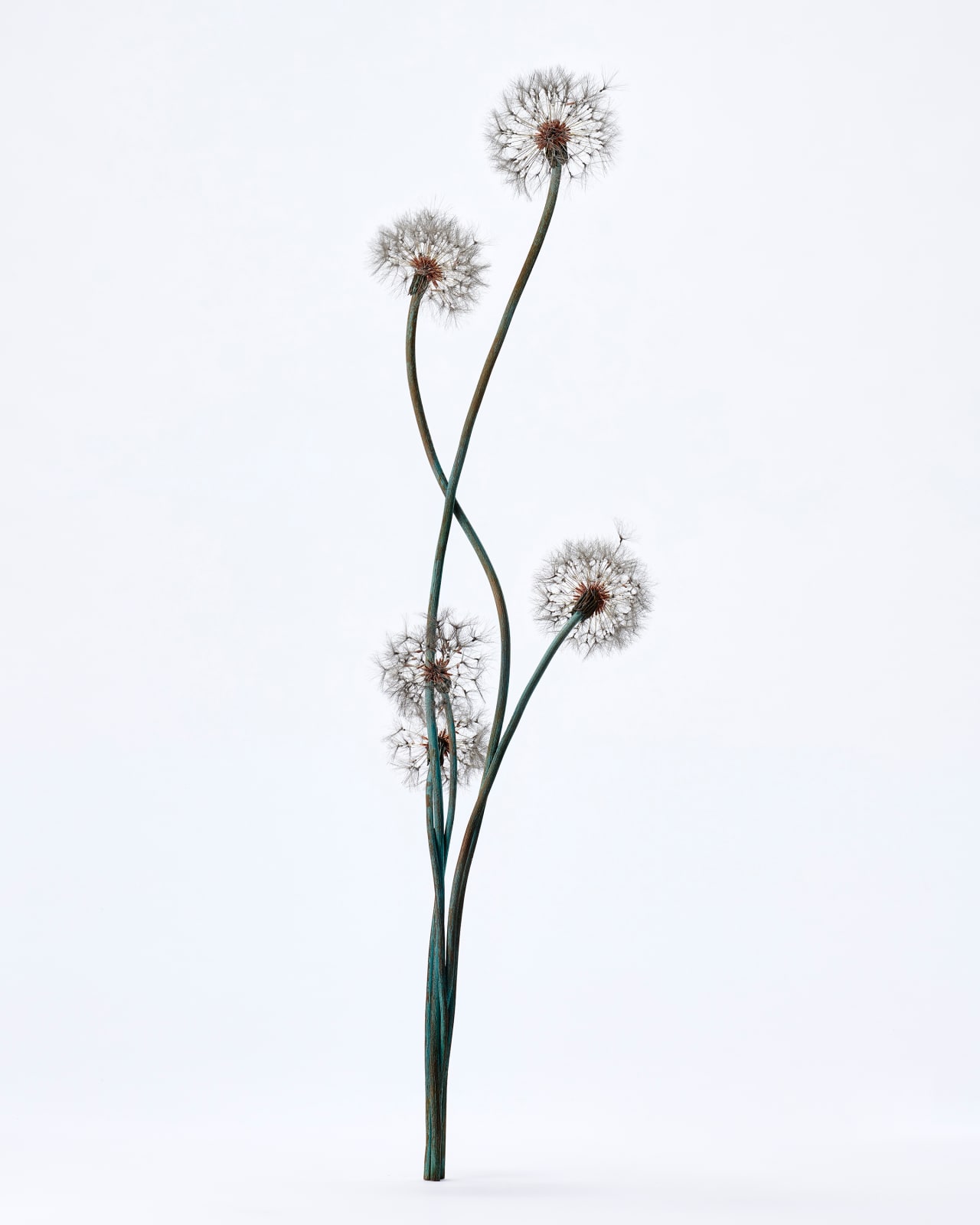 Shota Suzuki, 綿毛蒲公英・群 - Dandelion Fluff, 2023