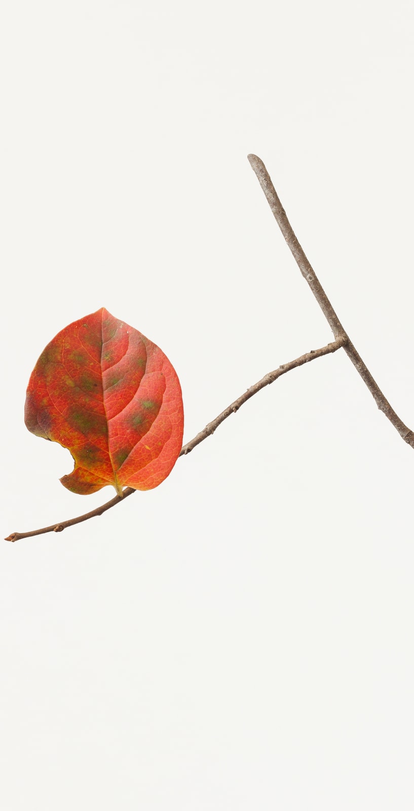 Takashi Tomo-oka, Persimmon Leaf 1, Kaki-no-ha, 2014