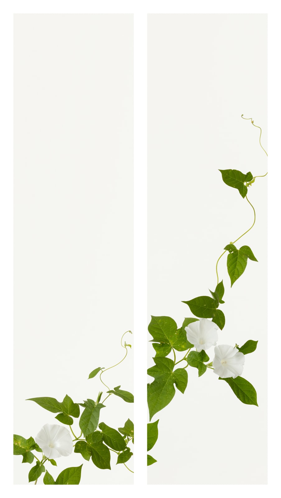 Takashi Tomo-oka, Morning Glory 7, Asagao, 2019