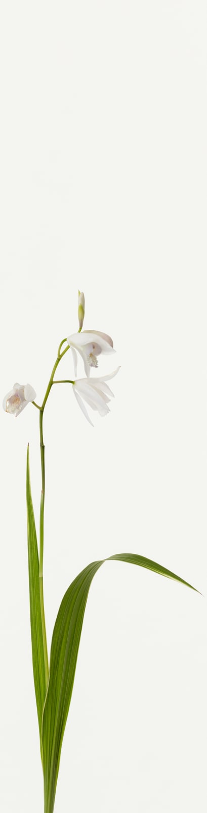 Takashi Tomo-oka, Purple Orchid (White Flower) 1, Shiran, 2019