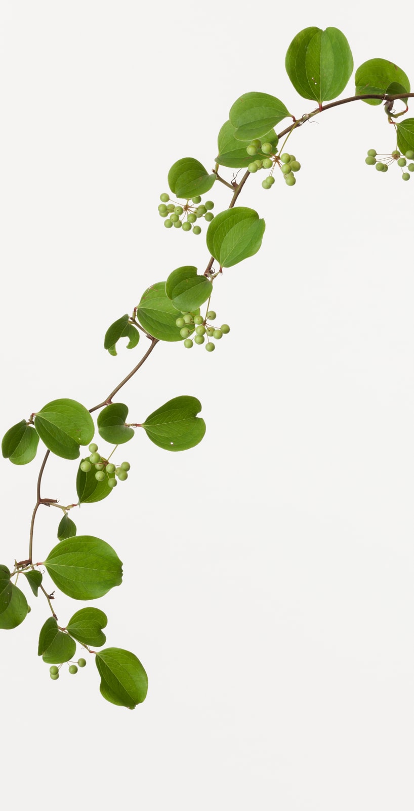Takashi Tomo-oka, Smilax Glabra 3, Sankirai, 2019