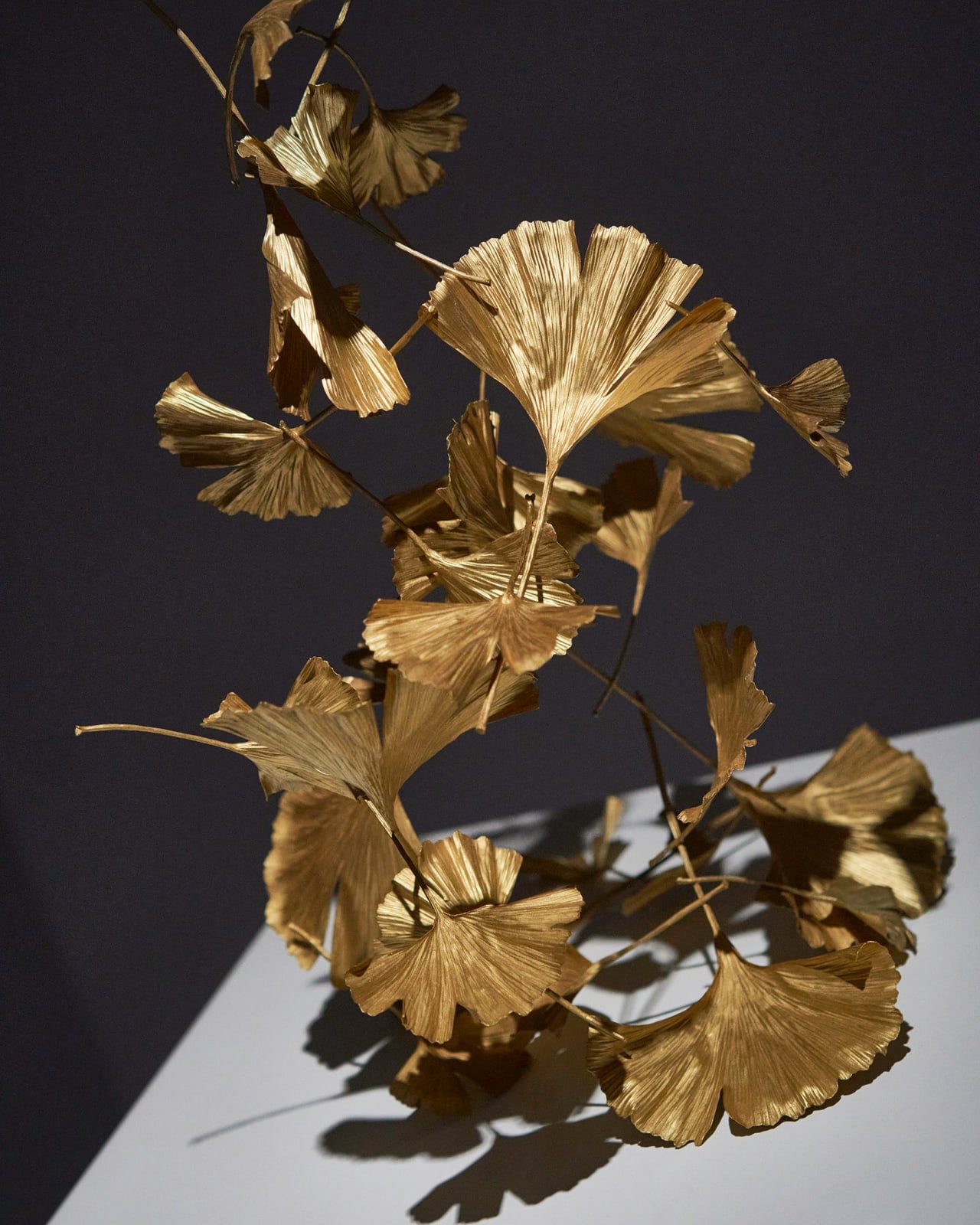 Shota Suzuki, 銀杏 - Ginkgo Leaf, 2023