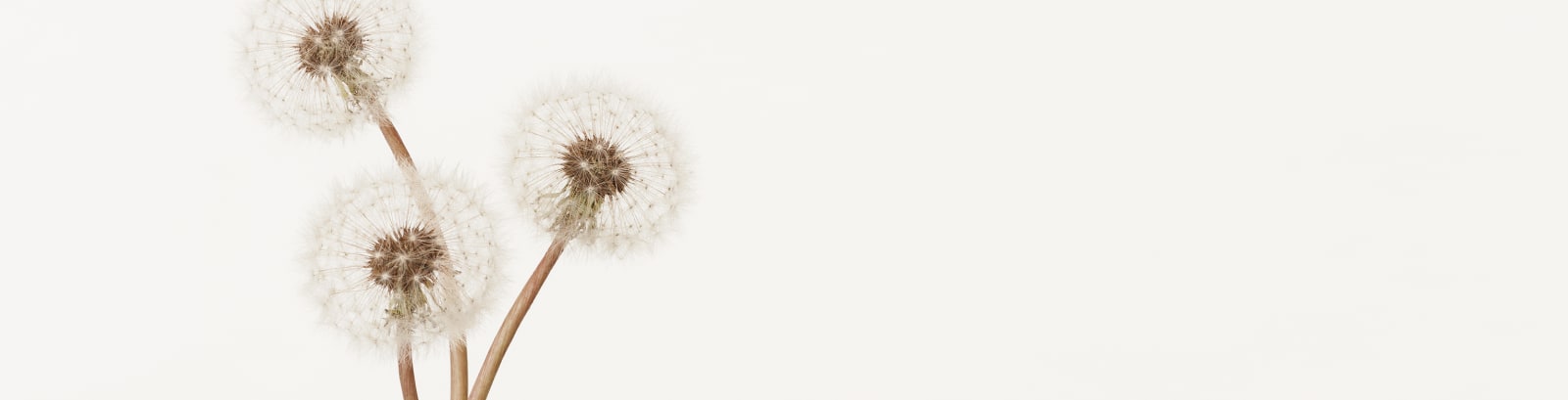 Takashi Tomo-oka, Dandelion 3, Tanpopo, 2016