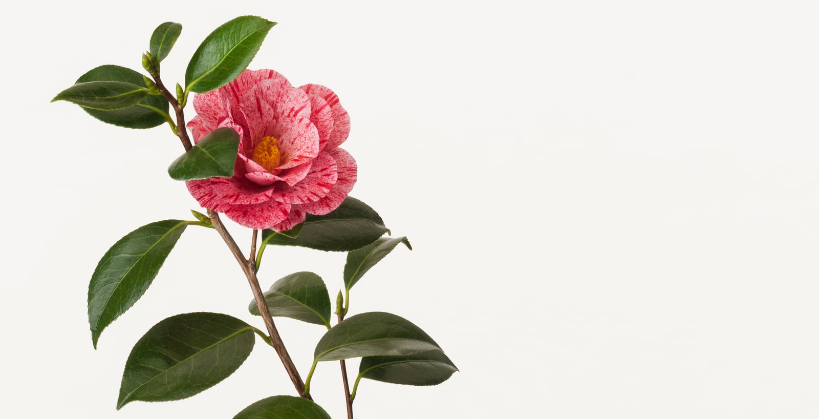 Takashi Tomo-oka, Camellia 4, Tsubaki, 2016