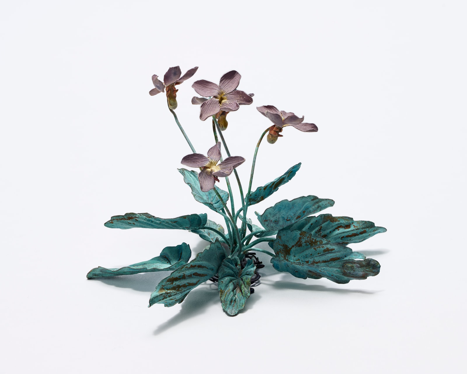 Shota Suzuki, 姫菫 - Viola, 2023