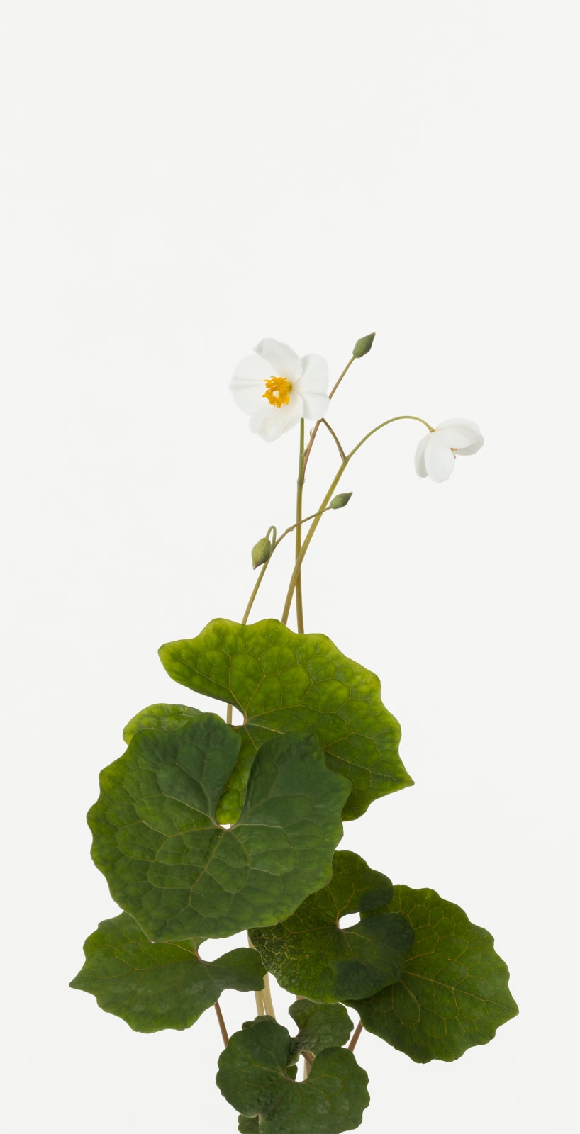 Takashi Tomo-oka, Snow Poppy 1, Shirayuki-geshi, 2019