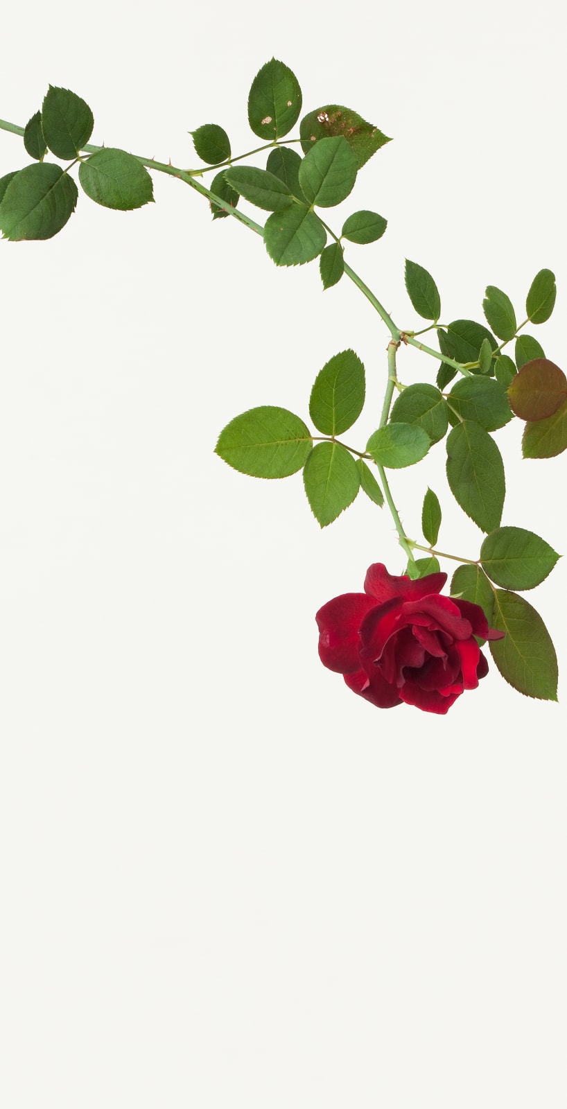 Takashi Tomo-oka, Rose 1, Bara, 2013