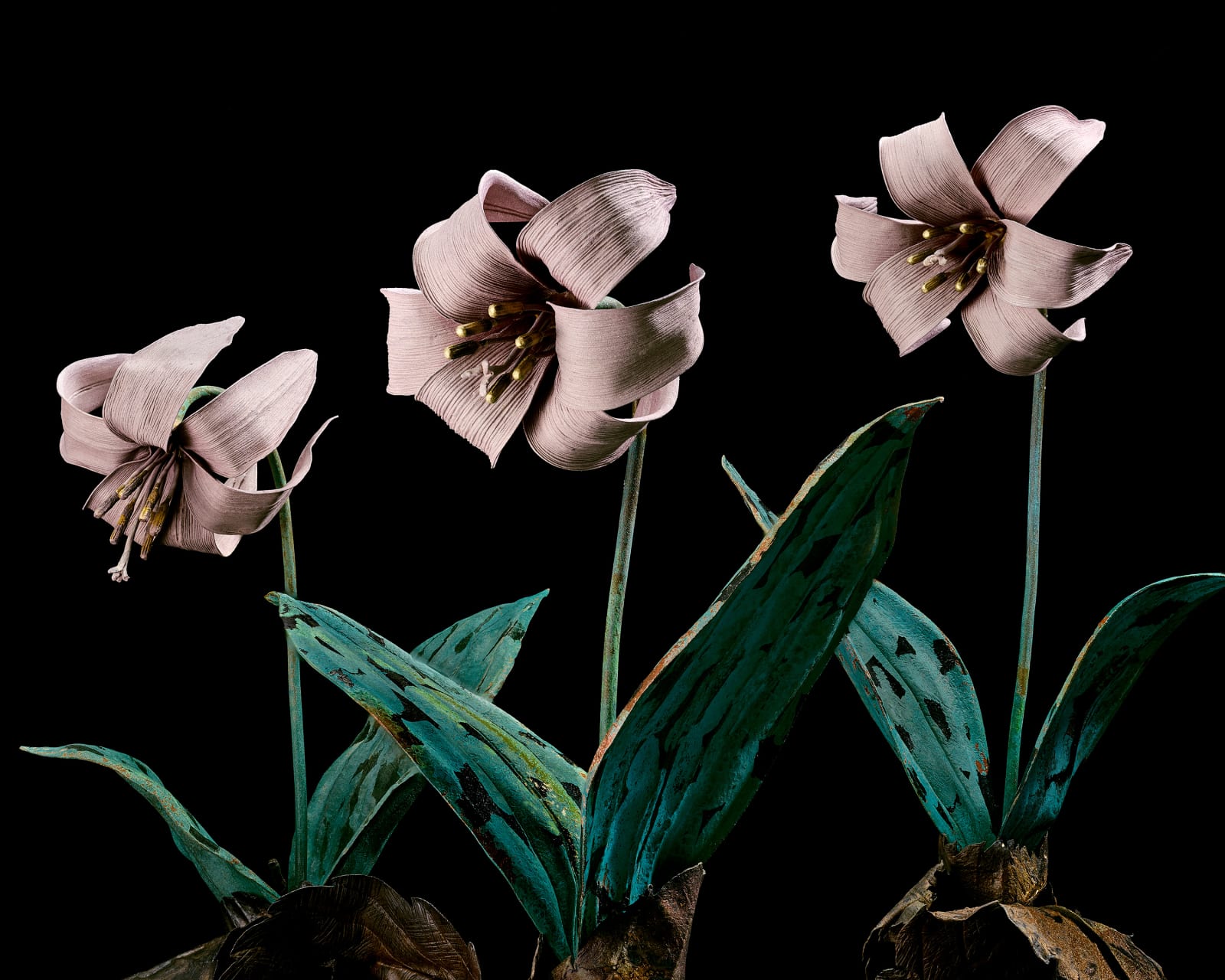 Shota Suzuki, 片栗 - Lily, 2023