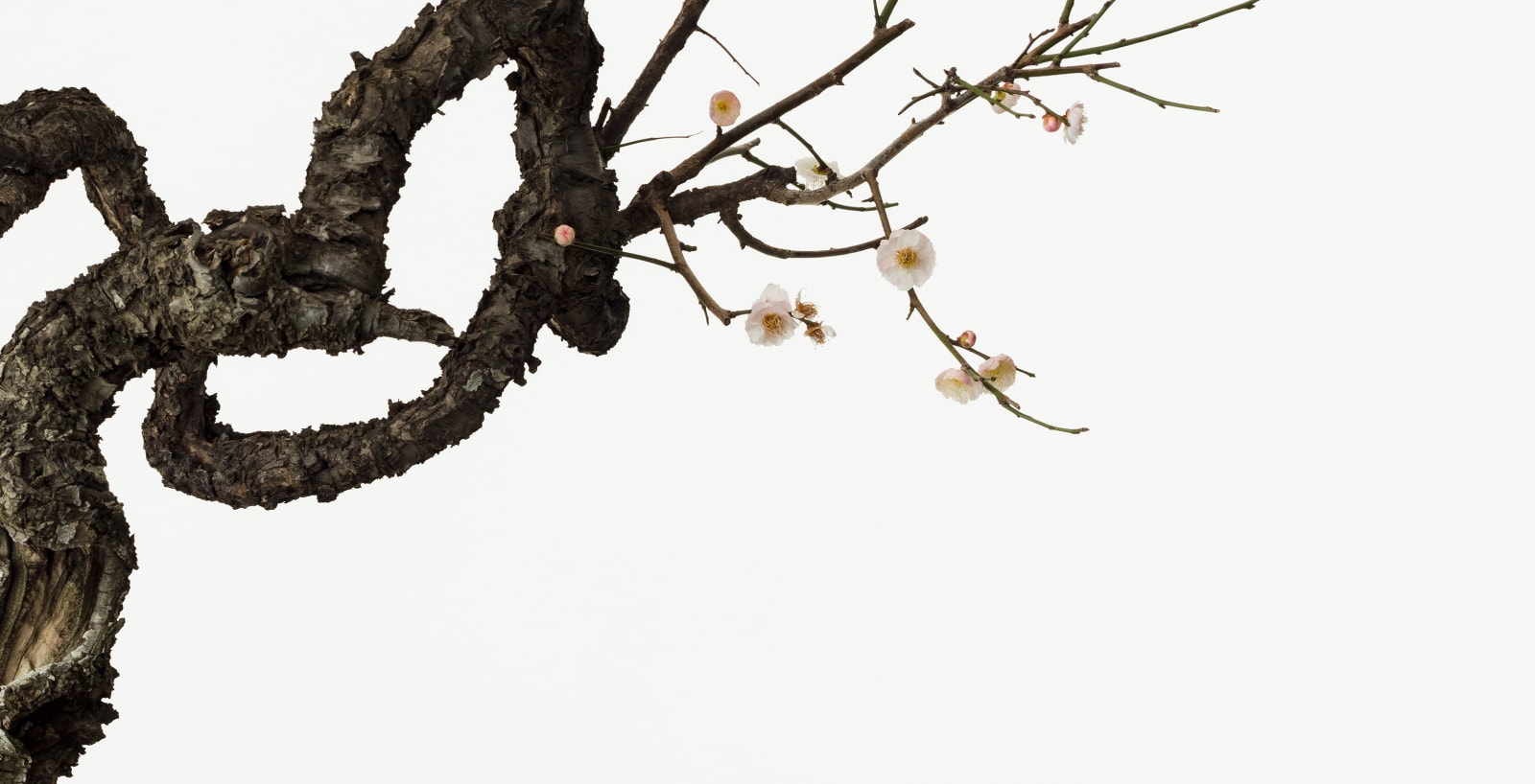 Takashi Tomo-oka, Plum 1, Ume, 2016